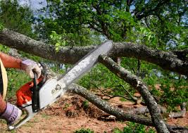 Best Tree Preservation Services  in Forsyth, MO