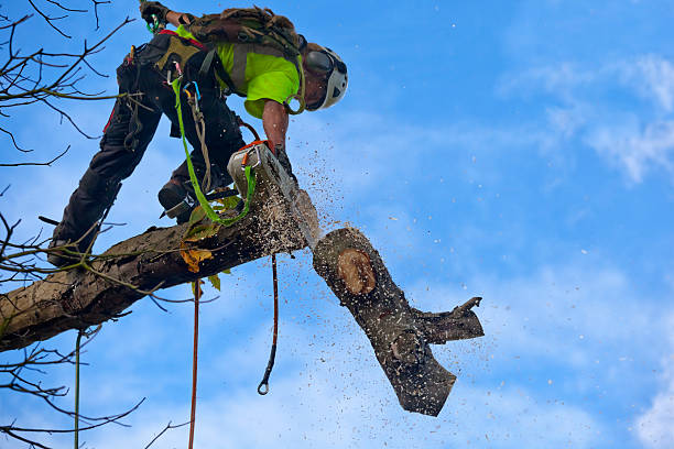 Best Seasonal Cleanup  in Forsyth, MO